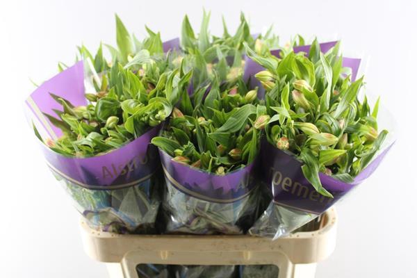 <h4>Alstr Bali (geel)</h4>