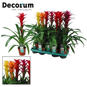 Guzmania Maxima Mix (Decorum)