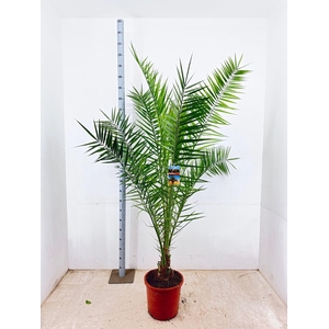 PHOENIX CANARIENSIS