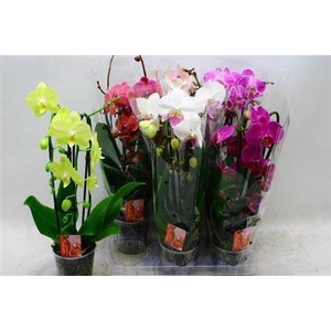 Phal El Cascade 2 Branches18++40% Vertakt