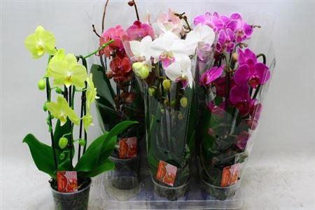 <h4>Phal El Cascade 2 Branches18++40% Vertakt</h4>