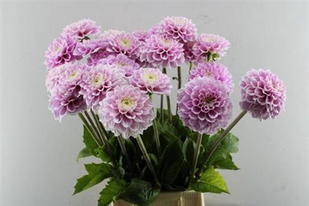 Dahl Sweet Love