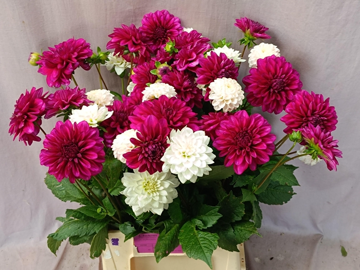 <h4>DAHL GEM IN BOS</h4>