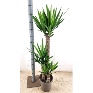YUCCA