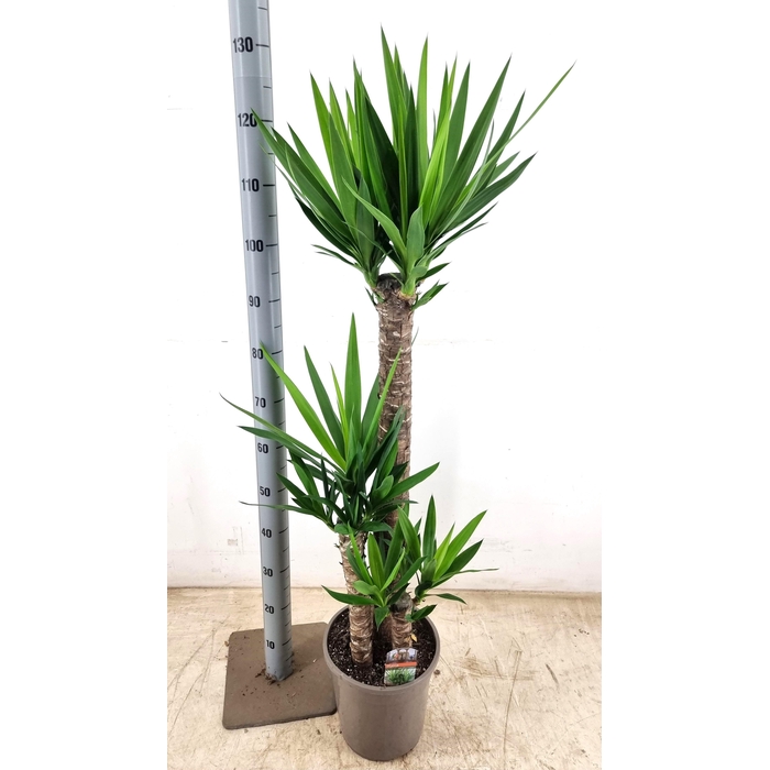 <h4>YUCCA</h4>