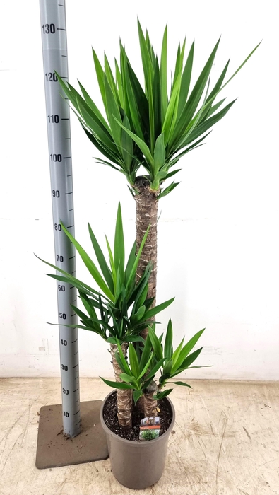 <h4>YUCCA</h4>