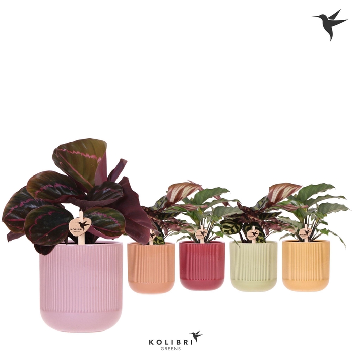 <h4>Kolibri Greens Calathea mix in Flare pot mix</h4>