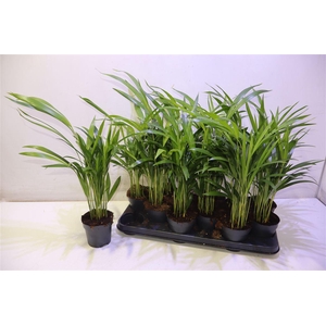 arr8 Dypsis Lutescens