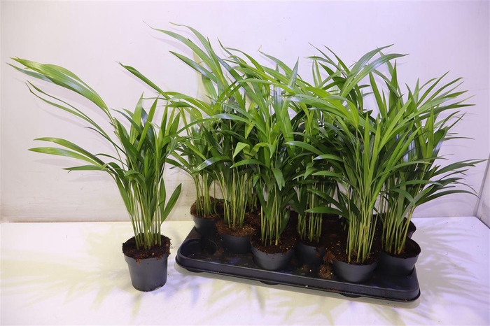 <h4>arr8 Dypsis Lutescens</h4>