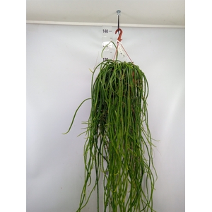 Rhipsalis   ...