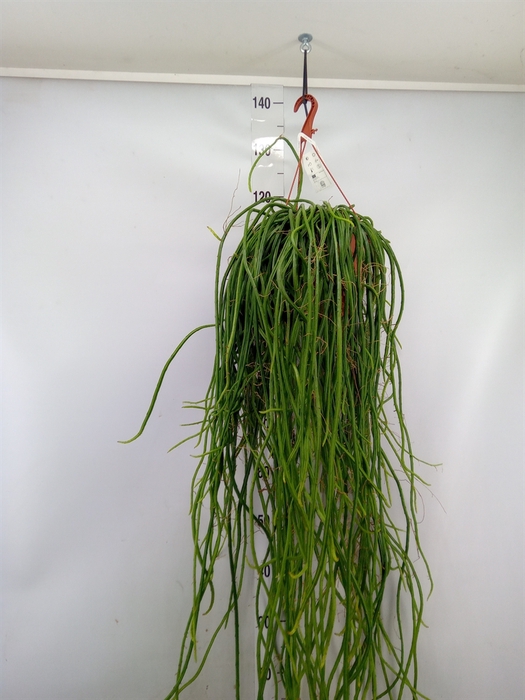 <h4>Rhipsalis   ...</h4>