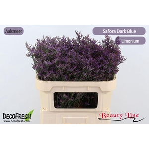 Limonium safora dark blue