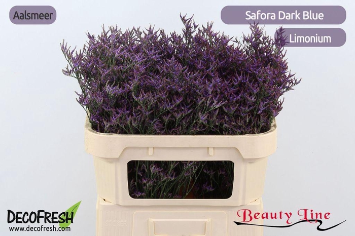 <h4>Limonium safora dark blue</h4>