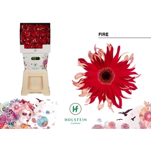 Gerbera Gerpasta Fire