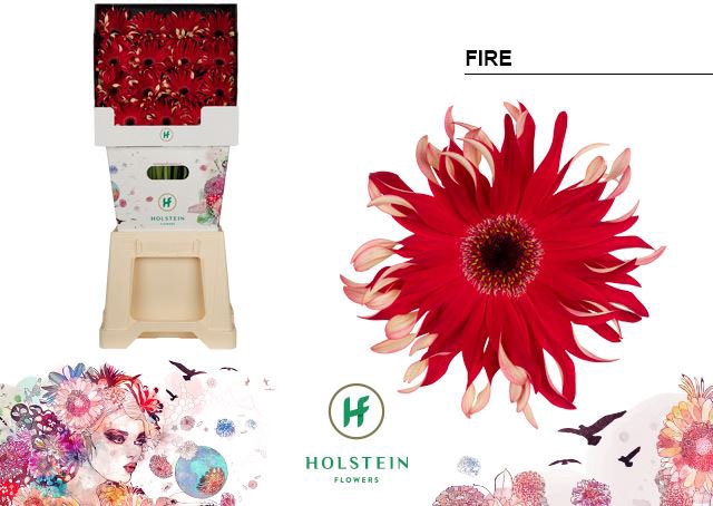 <h4>Gerbera Gerpasta Fire</h4>