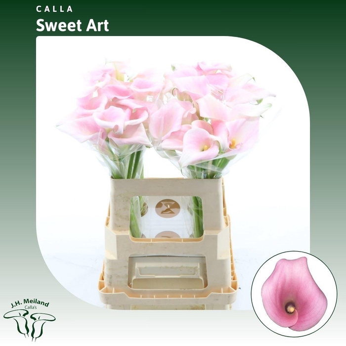 <h4>Calla Sweet Art</h4>