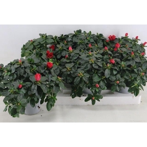 RHODO SI HELLMUT VOG