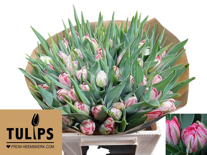 <h4>TU DU FLASH POINT</h4>