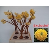 EDGEWORTHIA EXCLUSIEF
