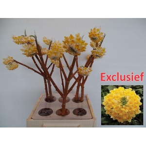 Edgeworthia