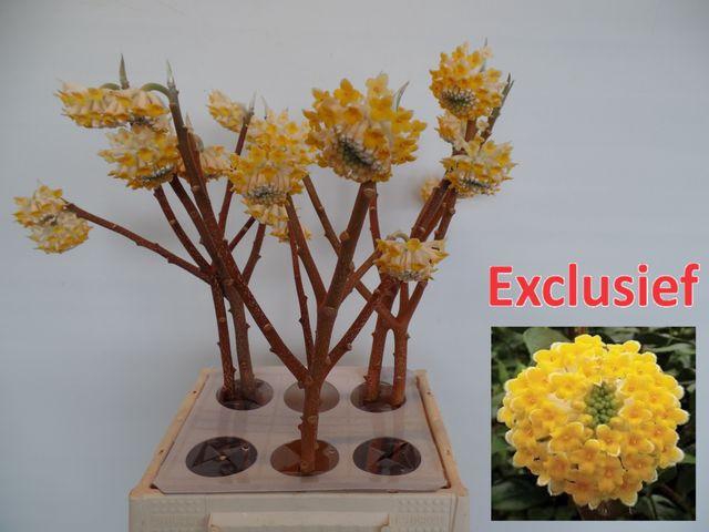 <h4>Edgeworthia</h4>