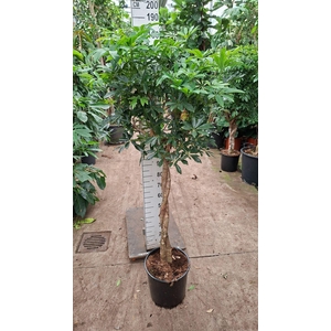 Schefflera Compacta