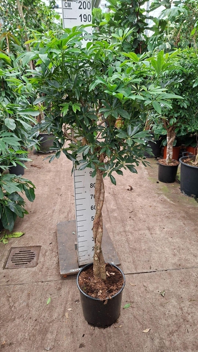 <h4>Schefflera Compacta</h4>