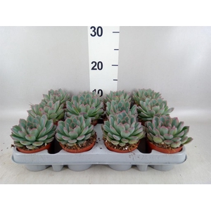 Echeveria  'Apus'