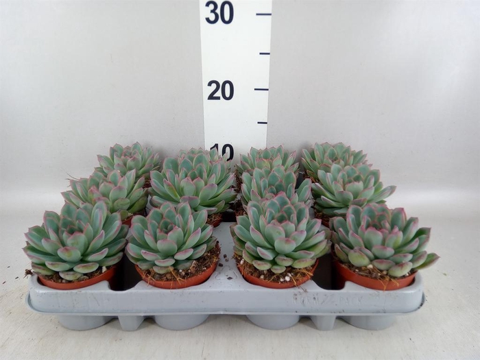 <h4>Echeveria  'Apus'</h4>