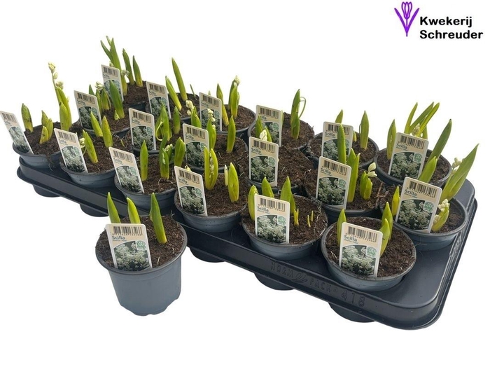 <h4>SCILLA SIBERICA</h4>