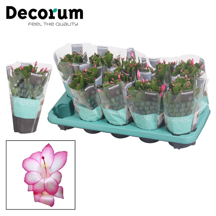 <h4>Schlumbergera - 10,5 cm - Purple (Purple Dancer) met hoes - Deco</h4>