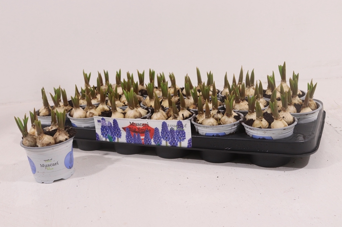 <h4>MUSCAR BIG SMILE</h4>