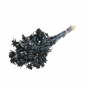 Bidens (carthamus) Dark Blue