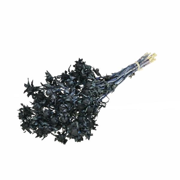 <h4>Bidens (carthamus) Dark Blue</h4>