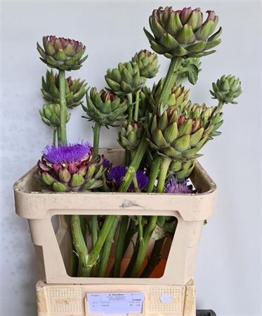 <h4>Cynara Groene V Laon Xxl</h4>