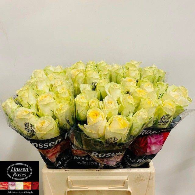 <h4>R GR CREAM MAYFAIR!</h4>