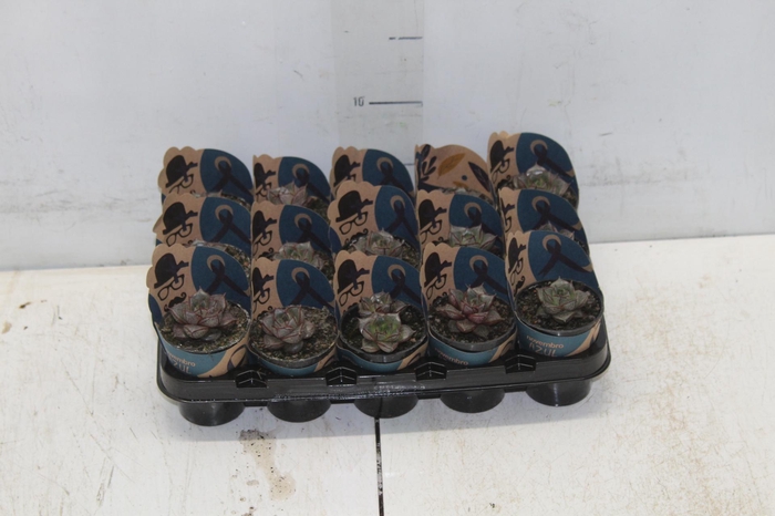 <h4>ECHEVERIA DIONYSOS P06</h4>