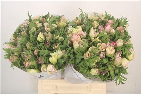 <h4>Anemone Mistral Malva Edge</h4>