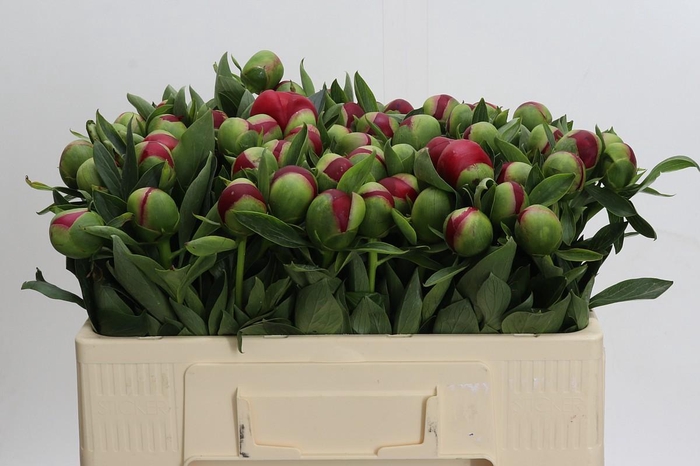 <h4>Paeonia Diana Parks</h4>