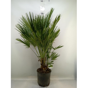 Chamaerops humilis