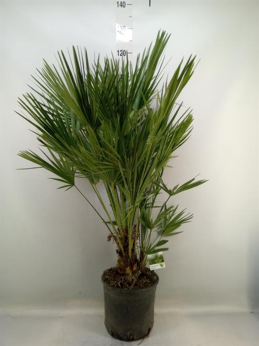 <h4>Chamaerops humilis</h4>