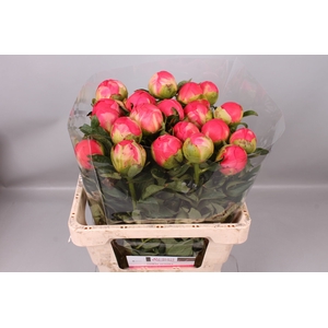 Paeonia Coral Sunset | Heavy Quality