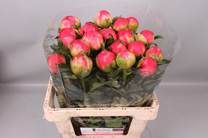 Paeonia Coral Sunset | Heavy Quality