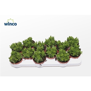 Crassula Ben (group)