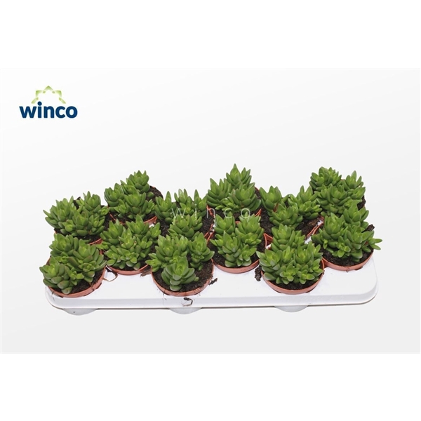<h4>Crassula Ben (group)</h4>