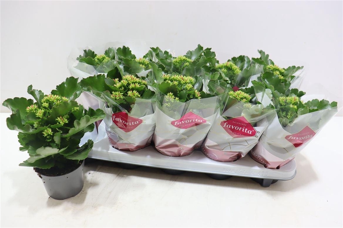 arr8 Kal En Lipstick Red