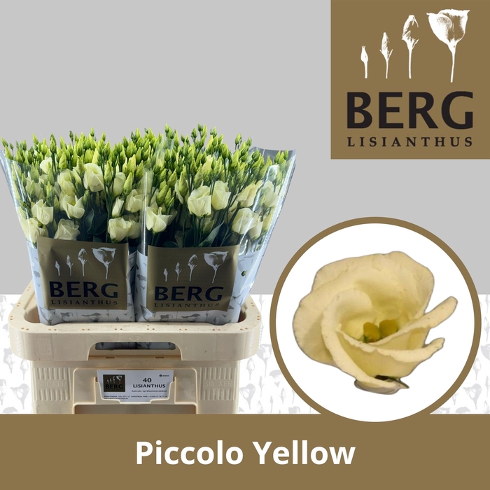 <h4>Eust En Piccolo Yellow</h4>