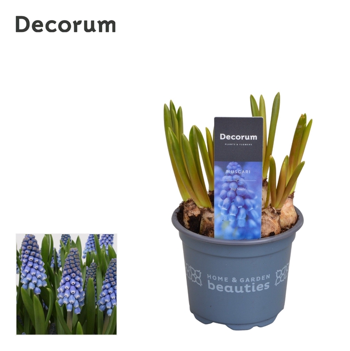 <h4>Muscari Big Smile</h4>