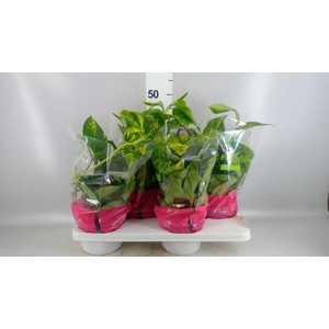 Epipremnum pinn.   HG