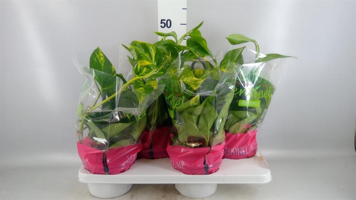 <h4>Epipremnum pinn. HG</h4>